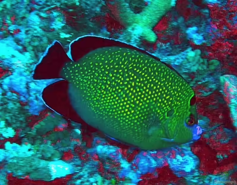 Apolemichthys xanthopunctatus im Aquarium halten (Einrichtungsbeispiele für Goldtupfen-Kaiserfisch) Apolemichthys xanthopunctatus im Aquarium halten (Einrichtungsbeispiele für Goldtupfen-Kaiserfisch)