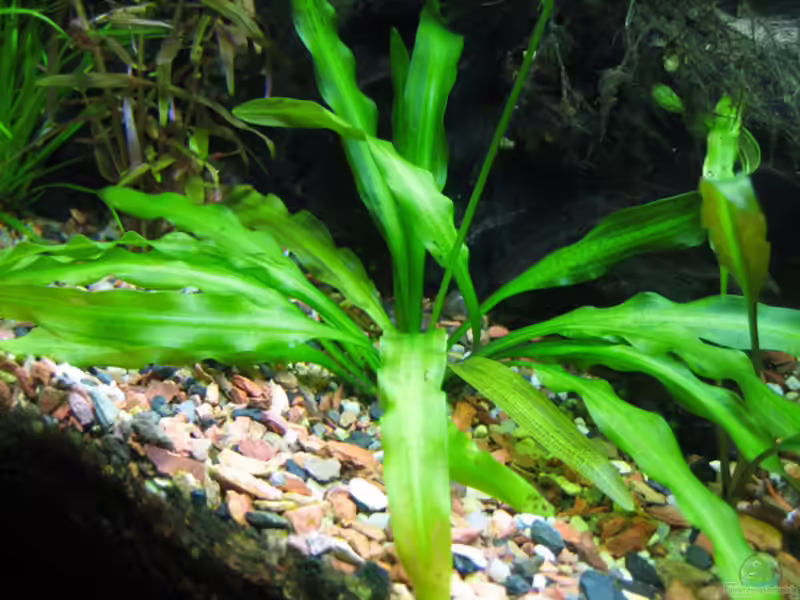 Aponogeton undulatus im Aquarium (Einrichtungsbeispiele mit Gewellte Wasserähre) Aponogeton undulatus im Aquarium (Einrichtungsbeispiele mit Gewellte Wasserähre)