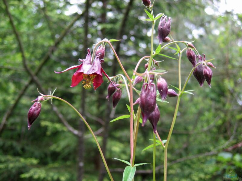 Aquilegia atrata im Garten pflanzen (Einrichtungsbeispiele mit Schwarzviolette Akelei) Aquilegia atrata im Garten pflanzen (Einrichtungsbeispiele mit Schwarzviolette Akelei)