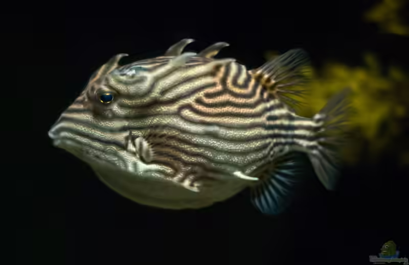 Aracana ornata im Aquarium halten (Einrichtungsbeispiele für Schmuck-Kofferfisch) Aracana ornata im Aquarium halten (Einrichtungsbeispiele für Schmuck-Kofferfisch)