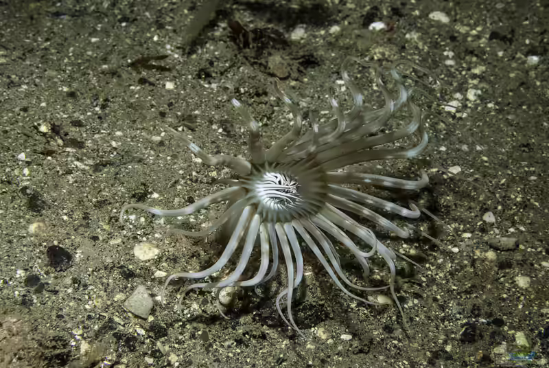 Arachnanthus sarsi im Aquarium halten (Einrichtungsbeispiele für Grabende Seeanemone)