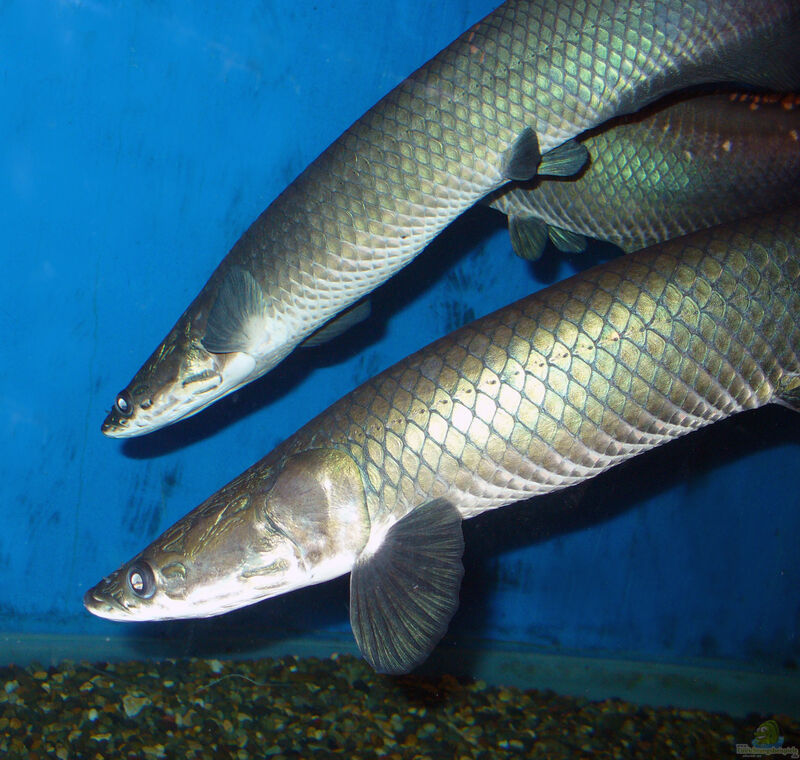 Arapaima leptosoma im Aquarium halten (Einrichtungsbeispiele für Arapaima leptosoma)