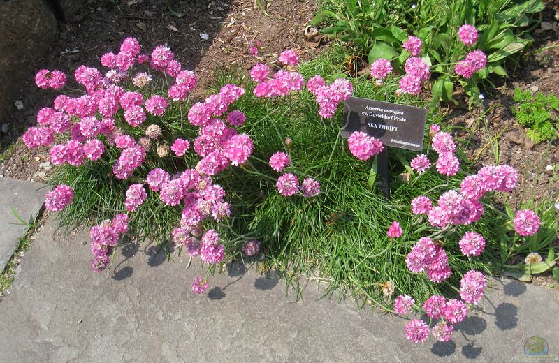 Armeria maritima im Garten pflanzen (Einrichtungsbeispiele mit Strand-Grasnelke)