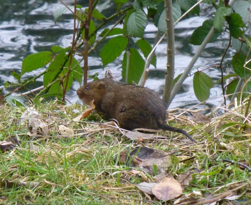 Arvicola amphibius im Garten (Einrichtungsbeispiele mit Wassermaus) Arvicola amphibius im Garten (Einrichtungsbeispiele mit Wassermaus)