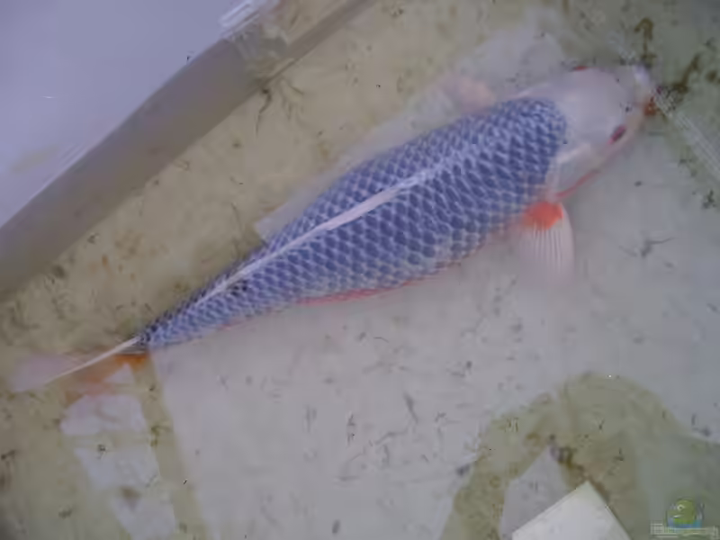 Asagi / Shusui - Eine Zuchtform des Koi (Teichbeispiele für Asagi / Shusui Koi) Asagi / Shusui - Eine Zuchtform des Koi (Teichbeispiele für Asagi / Shusui Koi)