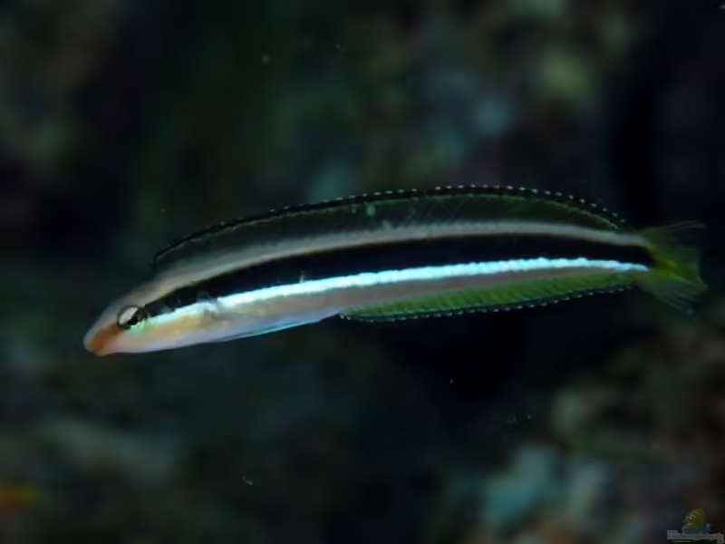 Aspidontus dussumieri im Aquarium halten (Einrichtungsbeispiele für Dussumiers Säbelzahnschleimfisch) Aspidontus dussumieri im Aquarium halten (Einrichtungsbeispiele für Dussumiers Säbelzahnschleimfisch)