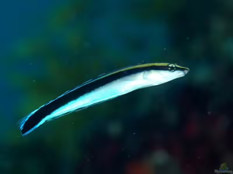 Aspidontus taeniatus im Aquarium halten (Einrichtungsbeispiele für Falscher Putzerlippfisch) Aspidontus taeniatus im Aquarium halten (Einrichtungsbeispiele für Falscher Putzerlippfisch)