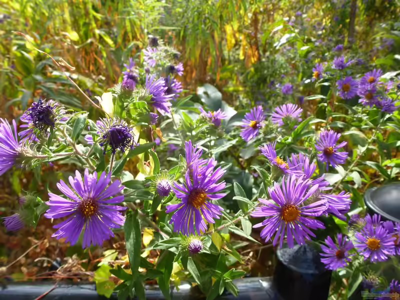 Aster novae-angliae im Garten pflanzen (Einrichtungsbeispiele mit Raublättrige Aster) Aster novae-angliae im Garten pflanzen (Einrichtungsbeispiele mit Raublättrige Aster)
