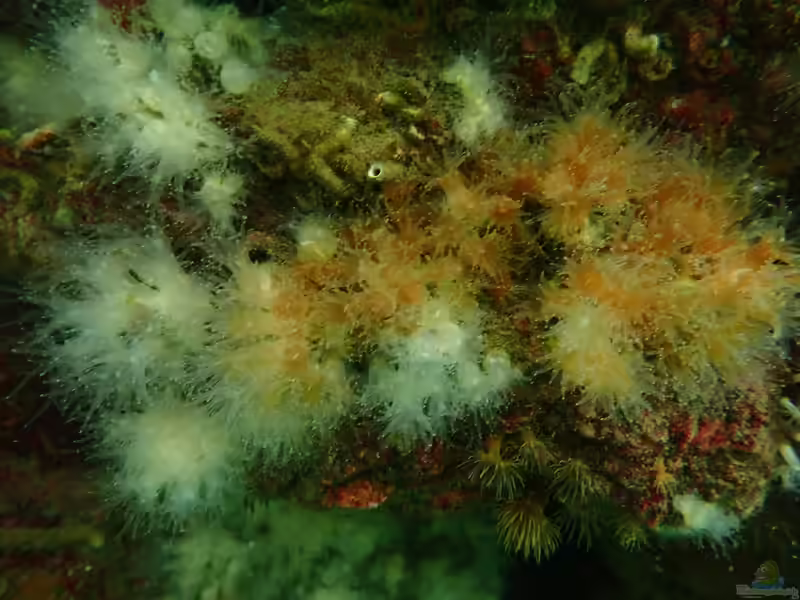 Astrangia poculata im Aquarium halten (Einrichtungsbeispiele für Nördliche Sternkoralle)