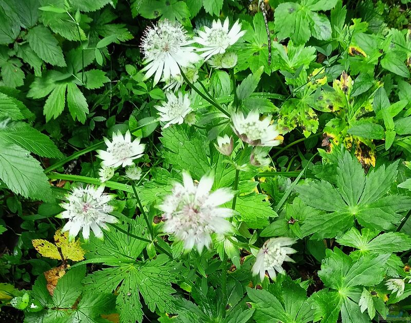 Astrantia major im Garten pflanzen (Einrichtungsbeispiele mit Große Sterndolde)
