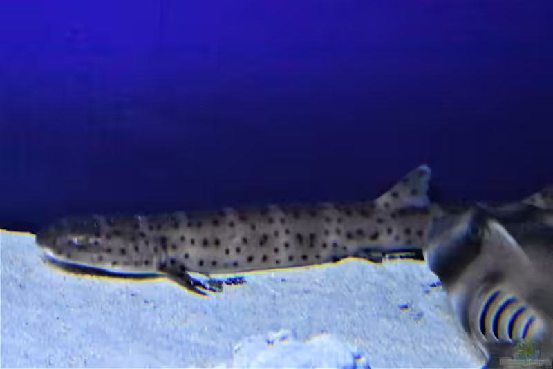 Atelomycterus macleayi im Aquarium halten (Einrichtungsbeispiele für Australischer Marmorkatzenhai) Atelomycterus macleayi im Aquarium halten (Einrichtungsbeispiele für Australischer Marmorkatzenhai)