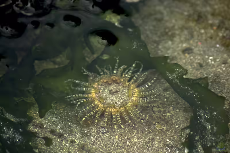 Aulactinia verrucosa im Aquarium halten (Einrichtungsbeispiele für Edelsteinrose) Aulactinia verrucosa im Aquarium halten (Einrichtungsbeispiele für Edelsteinrose)