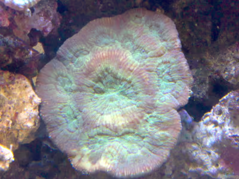 Australomussa rowleyensis im Aquarium halten (Einrichtungsbeispiele für Großpolypige Steinkoralle)