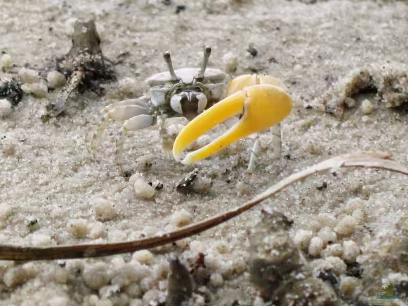 Austruca perplexa im Aquaterrarium halten (Einrichtungsbeispiele für Gelbe Winkerkrabben) Austruca perplexa im Aquaterrarium halten (Einrichtungsbeispiele für Gelbe Winkerkrabben)
