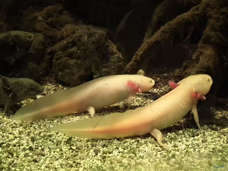 Axolotl im Aquarium halten (Einrichtungsbeispiele für Ambystoma mexicanum) Axolotl im Aquarium halten (Einrichtungsbeispiele für Ambystoma mexicanum)