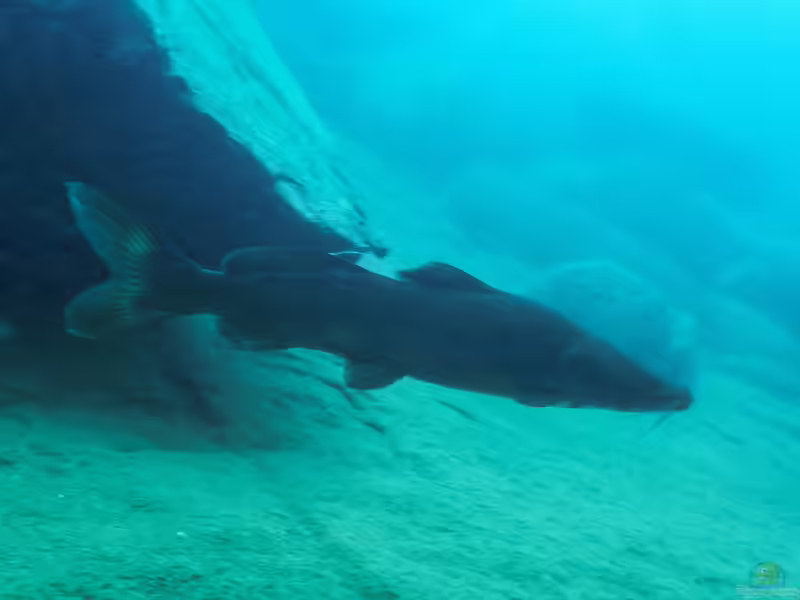 Bagrus meridionalis im Aquarium halten (Einrichtungsbeispiele mit Kampangos) Bagrus meridionalis im Aquarium halten (Einrichtungsbeispiele mit Kampangos)