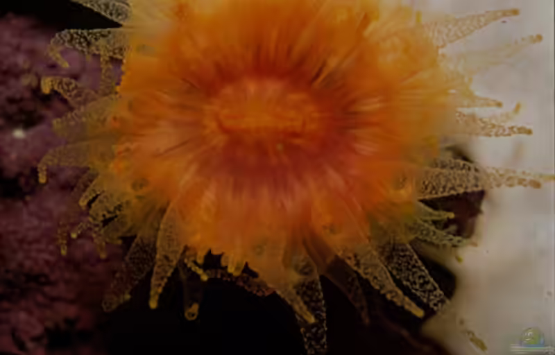 Balanophyllia bonaespei im Aquarium halten (Einrichtungsbeispiele für Solitäre Steinkoralle)
