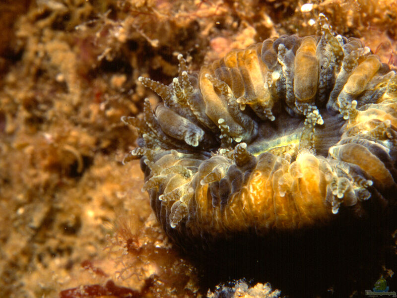 Balanophyllia europaea im Aquarium halten (Einrichtungsbeispiele für Vielfarbige Solitärkoralle)