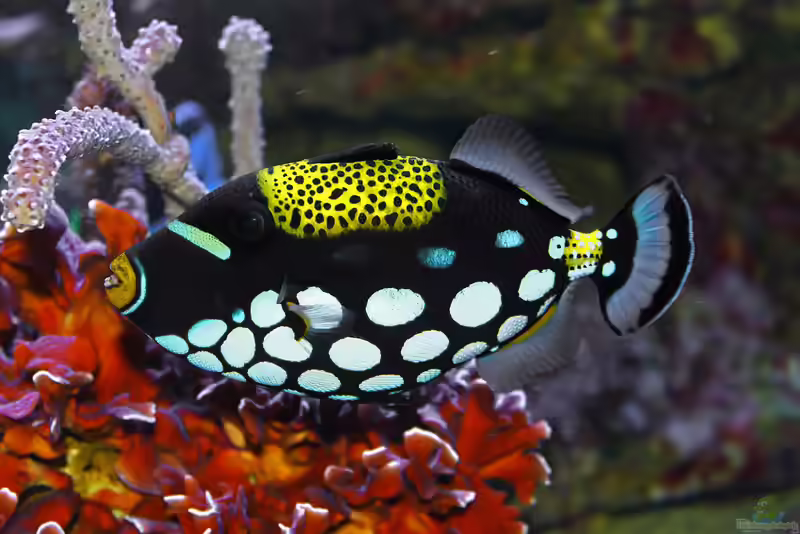 Balistoides conspicillum im Aquarium halten (Einrichtungsbeispiele für Leopard-Drückerfisch) Balistoides conspicillum im Aquarium halten (Einrichtungsbeispiele für Leopard-Drückerfisch)