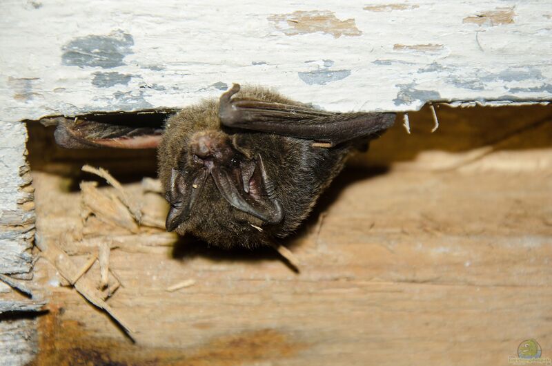 Barbastella barbastellus im Garten (Einrichtungsbeispiele mit Mopsfledermaus) Barbastella barbastellus im Garten (Einrichtungsbeispiele mit Mopsfledermaus)