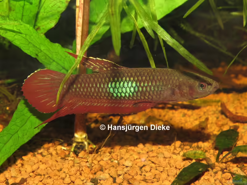Aquarien mit Betta coccina (Roter Kampffisch)