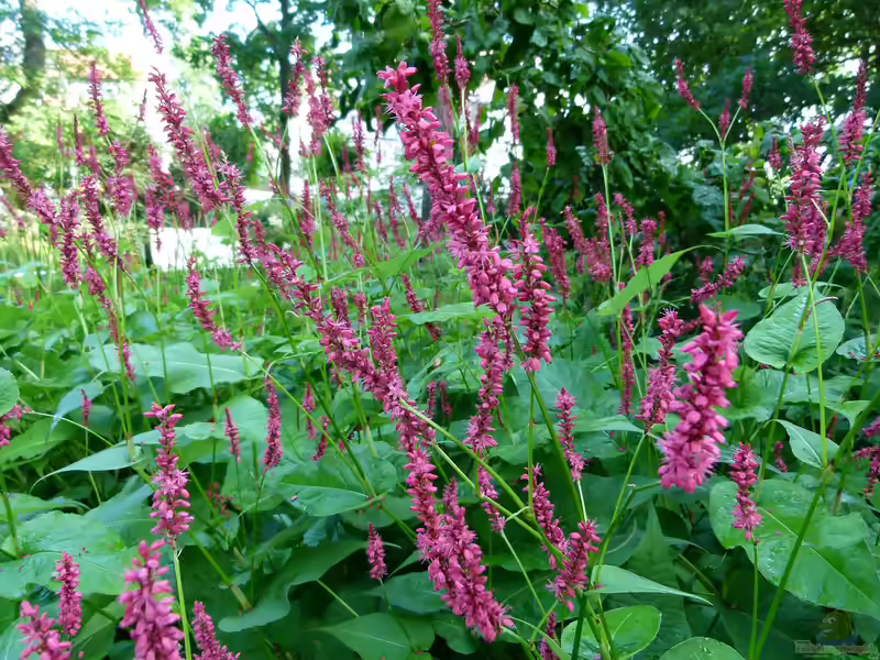 Bistorta amplexicaulis im Garten pflanzen (Einrichtungsbeispiele mit Kerzenknöterich) Bistorta amplexicaulis im Garten pflanzen (Einrichtungsbeispiele mit Kerzenknöterich)