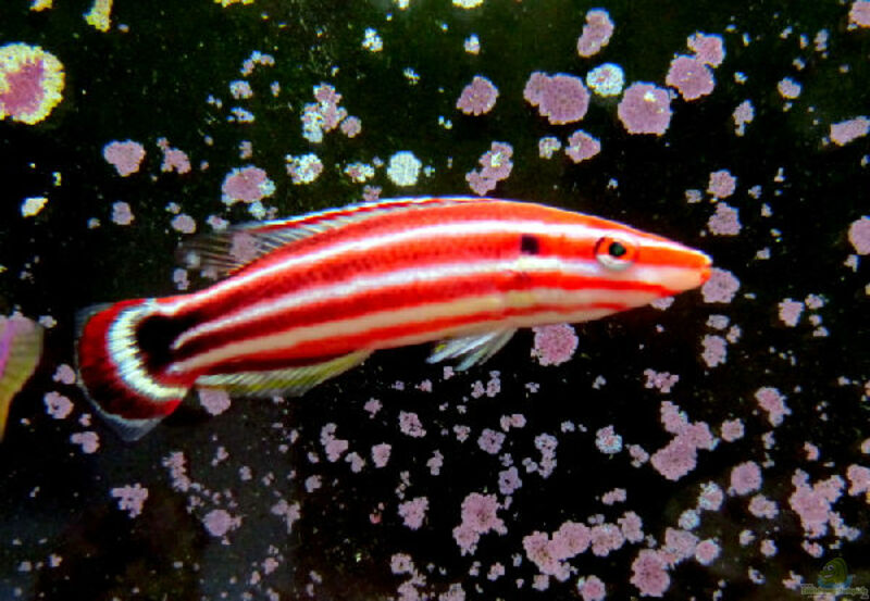 Bodianus sepiacaudus im Aquarium halten (Einrichtungsbeispiele für Zuckerstangen-Lippfisch)