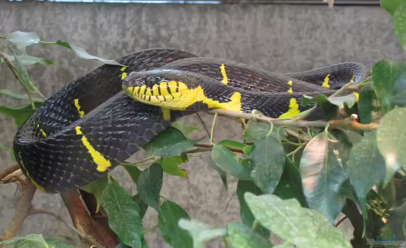 Boiga dendrophila im Terrarium pflegen (Einrichtungsbeispiele für Mangroven-Nachtbaumnatter) Boiga dendrophila im Terrarium pflegen (Einrichtungsbeispiele für Mangroven-Nachtbaumnatter)