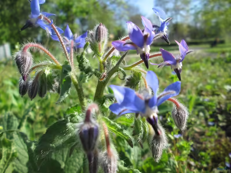 Borago officinalis am Gartenteich (Einrichtungsbeispiele mit Borretsch) Borago officinalis am Gartenteich (Einrichtungsbeispiele mit Borretsch)