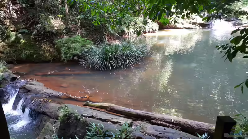 Die Insel Borneo (Einrichtungsbeispiele mit Zierfischen und Terrarientieren aus Borneo) Die Insel Borneo (Einrichtungsbeispiele mit Zierfischen und Terrarientieren aus Borneo)