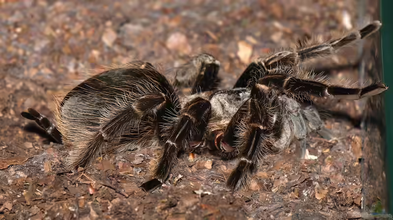 Brachypelma albopilosum halten (Einrichtungsbeispiele für Kraushaar-Vogelspinnen) Brachypelma albopilosum halten (Einrichtungsbeispiele für Kraushaar-Vogelspinnen)