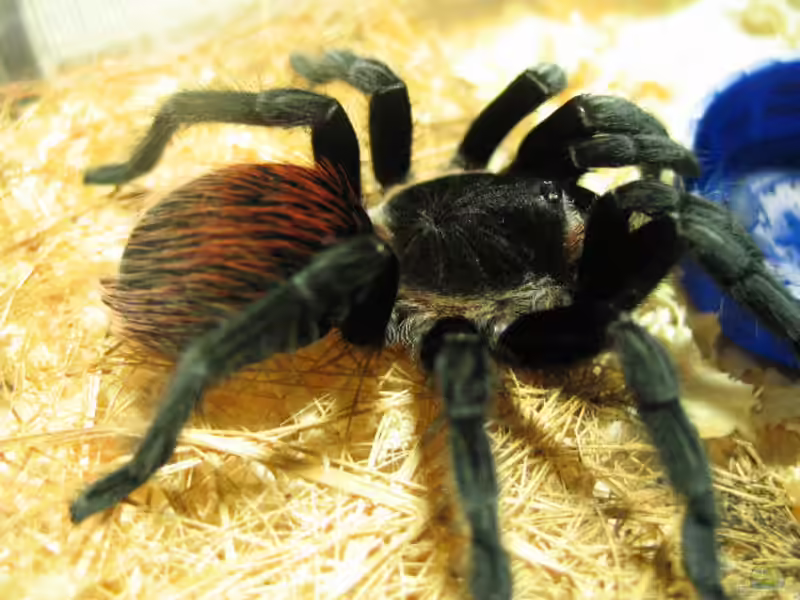 Brachypelma vagans halten (Einrichtungsbeispiele für Schwarzrote Vogelspinnen) Brachypelma vagans halten (Einrichtungsbeispiele für Schwarzrote Vogelspinnen)