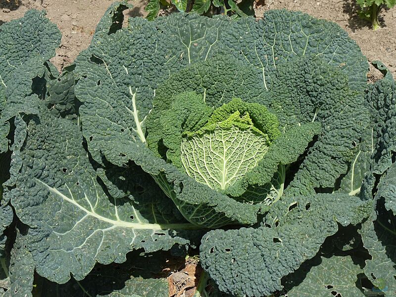 Brassica oleracea var. capitata var. sabauda im Garten pflanzen (Einrichtungsbeispiele mit Wirsing) Brassica oleracea var. capitata var. sabauda im Garten pflanzen (Einrichtungsbeispiele mit Wirsing)