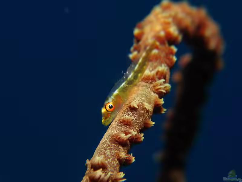 Bryaninops loki im Aquarium halten (Einrichtungsbeispiele für Drahtkorallen-Zwerggrundel) Bryaninops loki im Aquarium halten (Einrichtungsbeispiele für Drahtkorallen-Zwerggrundel)