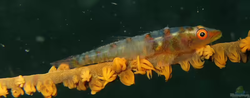 Bryaninops yongei im Aquarium halten (Einrichtungsbeispiele für Peitschenkorallen-Zwerggrundel) Bryaninops yongei im Aquarium halten (Einrichtungsbeispiele für Peitschenkorallen-Zwerggrundel)