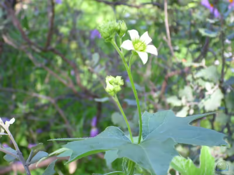 Bryonia dioica im Garten pflanzen (Einrichtungsbeispiele mit Rotfrüchtige Zaunrübe) Bryonia dioica im Garten pflanzen (Einrichtungsbeispiele mit Rotfrüchtige Zaunrübe)