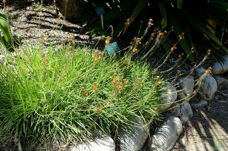 Bulbine frutescens am Gartenteich (Einrichtungsbeispiele mit Katzenschwanzpflanze)