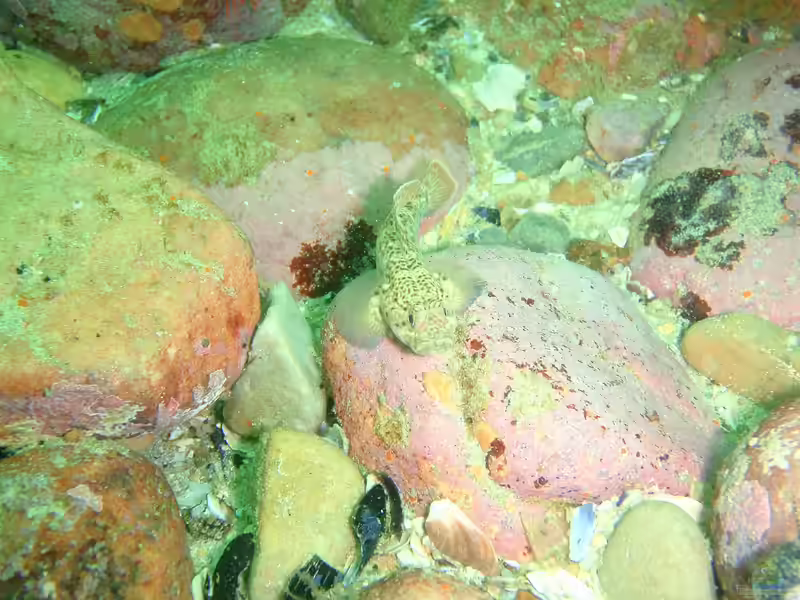 Caffrogobius nudiceps im Aquarium halten (Einrichtungsbeispiele für Caffrogobius nudiceps) Caffrogobius nudiceps im Aquarium halten (Einrichtungsbeispiele für Caffrogobius nudiceps)