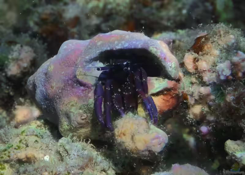 Calcinus rosaceus im Aquarium halten (Einrichtungsbeispiele für Rotmeer Einsiedlerkrebs)