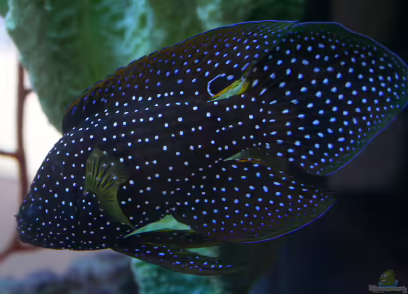 Calloplesiops altivelis im Aquarium halten (Einrichtungsbeispiele für Echter Mirakelbarsch) Calloplesiops altivelis im Aquarium halten (Einrichtungsbeispiele für Echter Mirakelbarsch)
