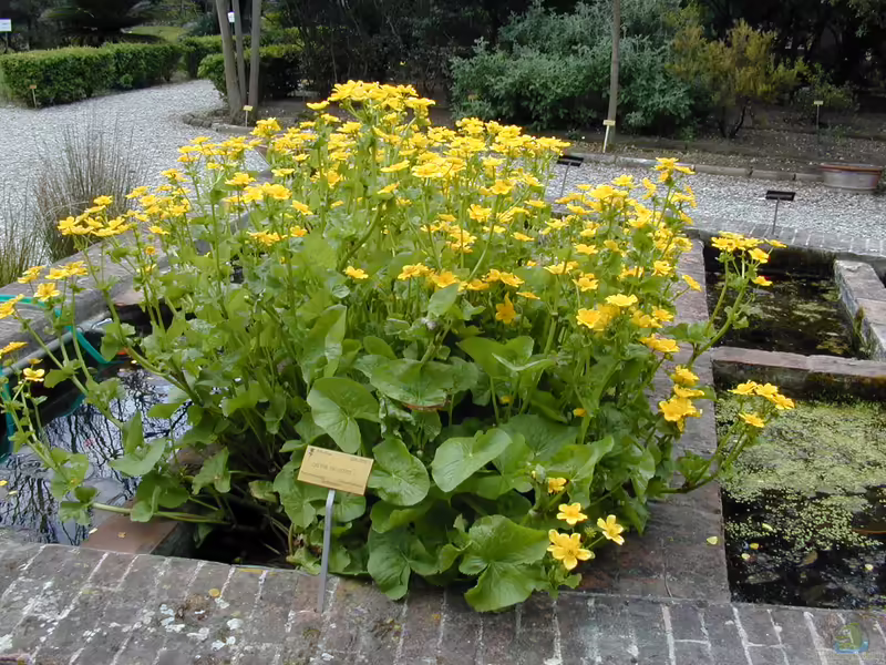 Caltha palustris am Gartenteich pflegen (Teichbeispiele mit Sumpfdotterblume) Caltha palustris am Gartenteich pflegen (Teichbeispiele mit Sumpfdotterblume)