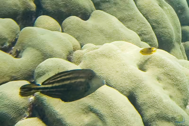 Cantherhines pullus im Aquarium halten (Einrichtungsbeispiele für Schwanzfleck-Feilenfisch) Cantherhines pullus im Aquarium halten (Einrichtungsbeispiele für Schwanzfleck-Feilenfisch)