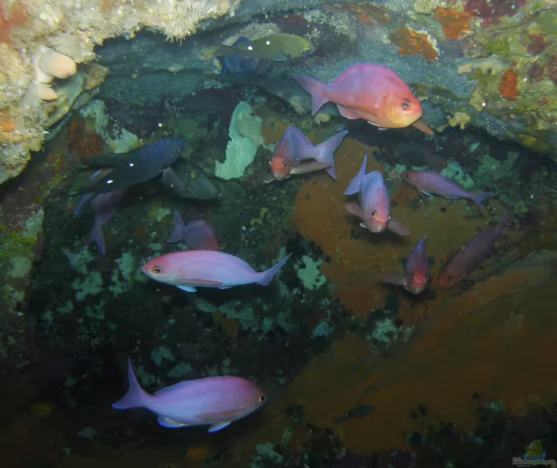 Caprodon longimanus im Aquarium halten (Einrichtungsbeispiele für Rosa Fahnenbarsch) Caprodon longimanus im Aquarium halten (Einrichtungsbeispiele für Rosa Fahnenbarsch)