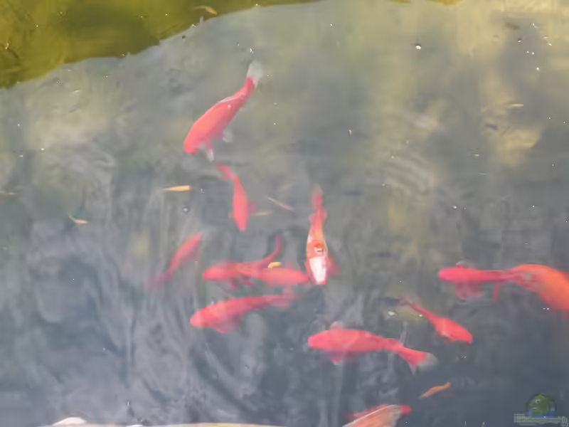 Goldfische im Teich oder Aquarium halten (Einrichtungsbeispiele für Carassius auratus) Goldfische im Teich oder Aquarium halten (Einrichtungsbeispiele für Carassius auratus)