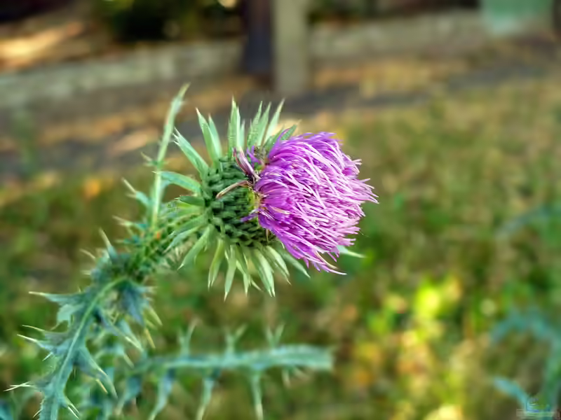 Carduus acanthoides im Garten pflanzen (Einrichtungsbeispiele mit Weg-Distel)