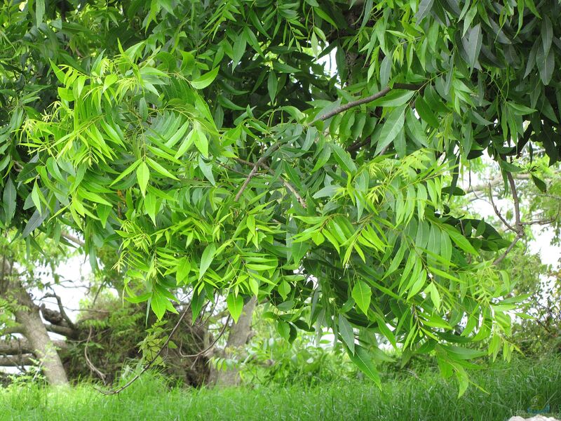 Carya illinoinensis im Garten pflanzen (Einrichtungsbeispiele mit Pekannussbaum) Carya illinoinensis im Garten pflanzen (Einrichtungsbeispiele mit Pekannussbaum)