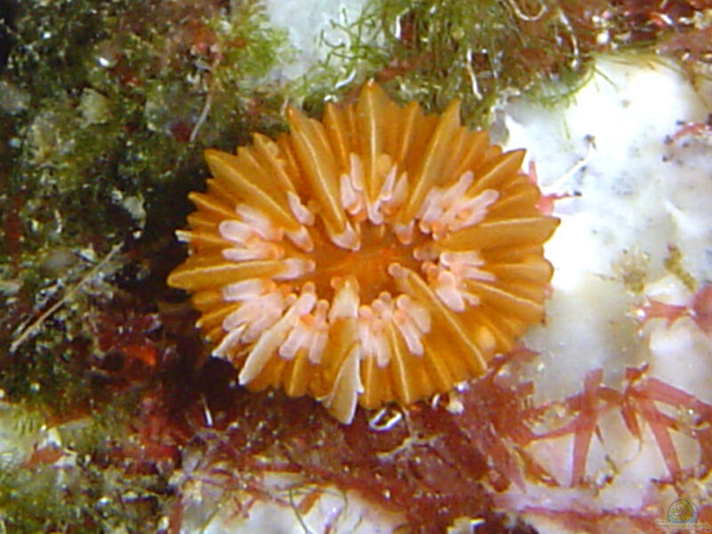 Caryophyllia inornata im Aquarium halten (Einrichtungsbeispiele für Großpolypige Steinkoralle) Caryophyllia inornata im Aquarium halten (Einrichtungsbeispiele für Großpolypige Steinkoralle)
