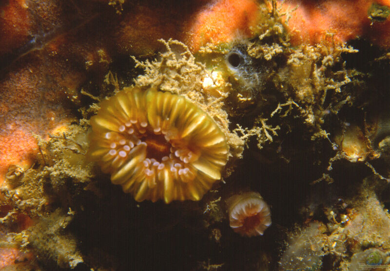 Caryophyllia smithii im Aquarium halten (Einrichtungsbeispiele für Nelkenkoralle)