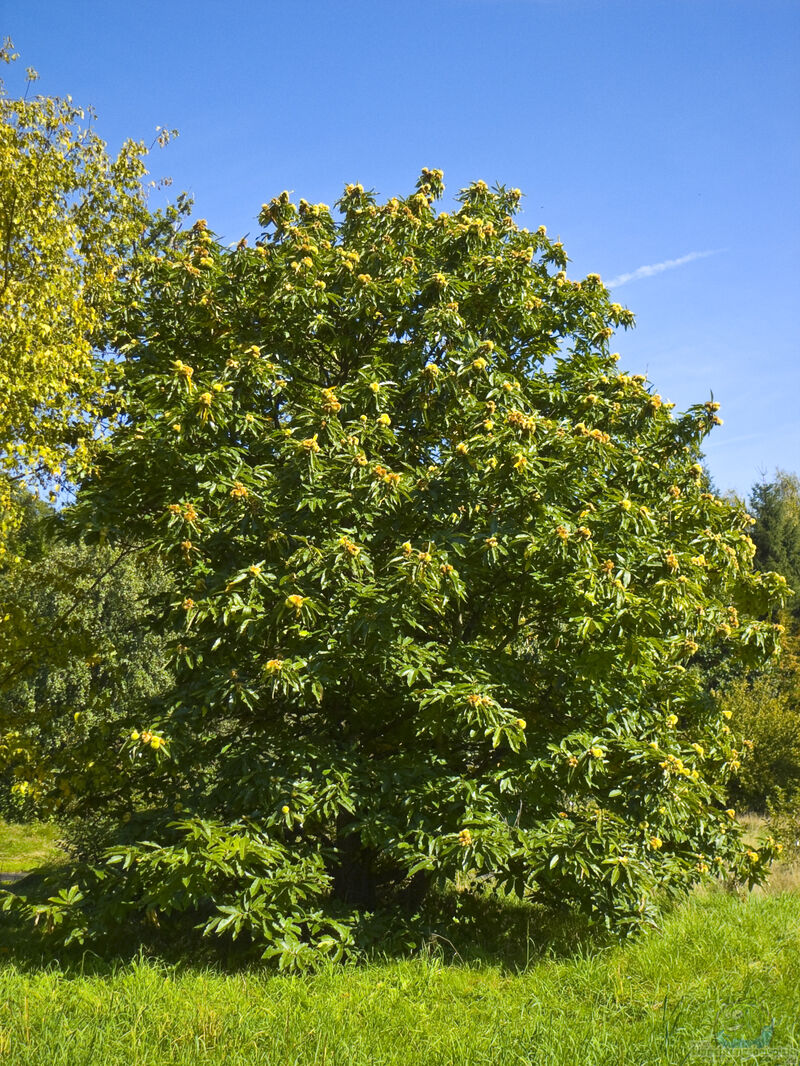 Castanea sativa im Garten pflanzen (Einrichtungsbeispiele mit Edelkastanie) Castanea sativa im Garten pflanzen (Einrichtungsbeispiele mit Edelkastanie)