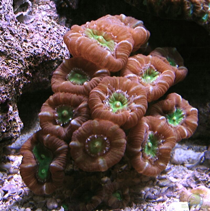 Caulastraea furcata im Aquarium halten (Einrichtungsbeispiele für Flötenkoralle) Caulastraea furcata im Aquarium halten (Einrichtungsbeispiele für Flötenkoralle)